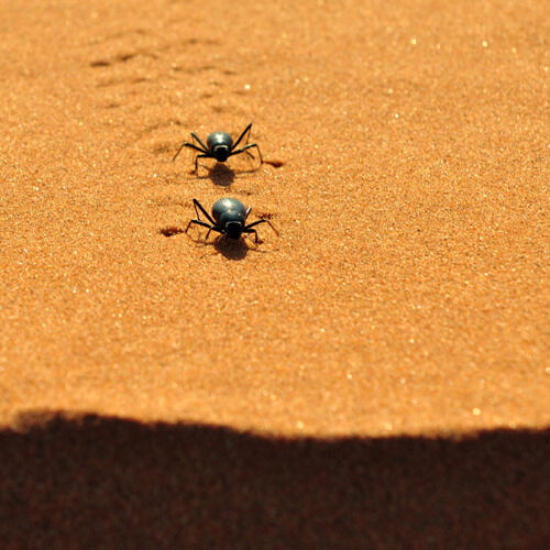 The Evolution and Diversity of Beetles